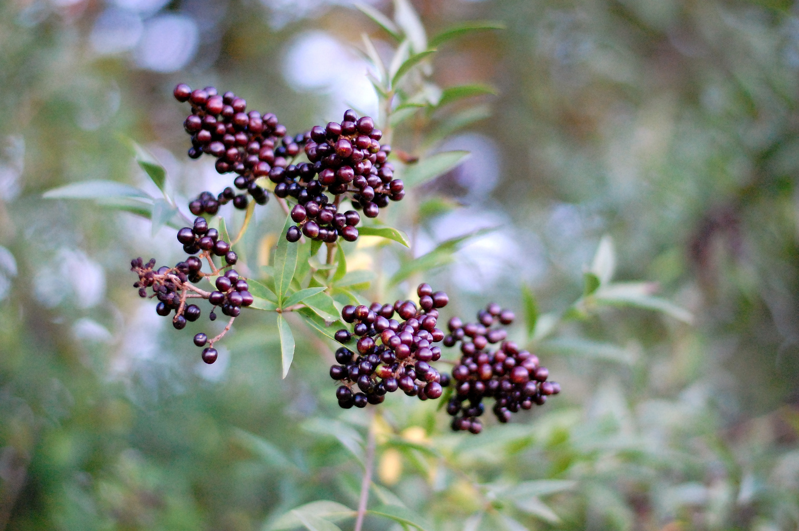 Herbst