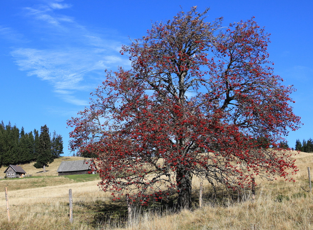 " Herbst "