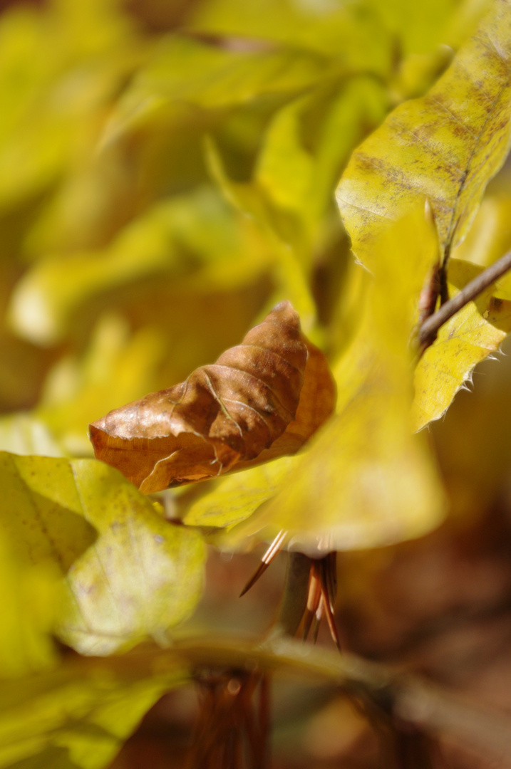 herbst