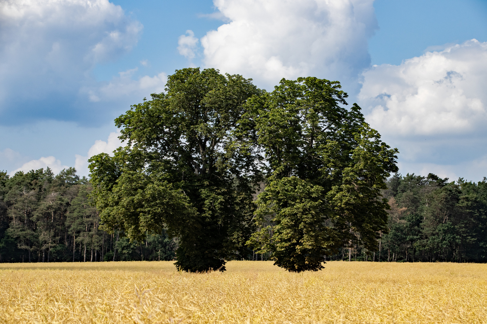 Herbst