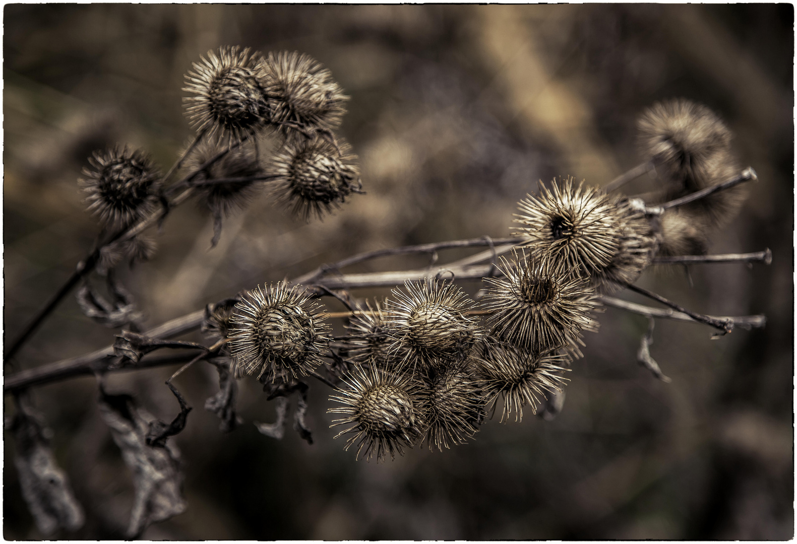 Herbst