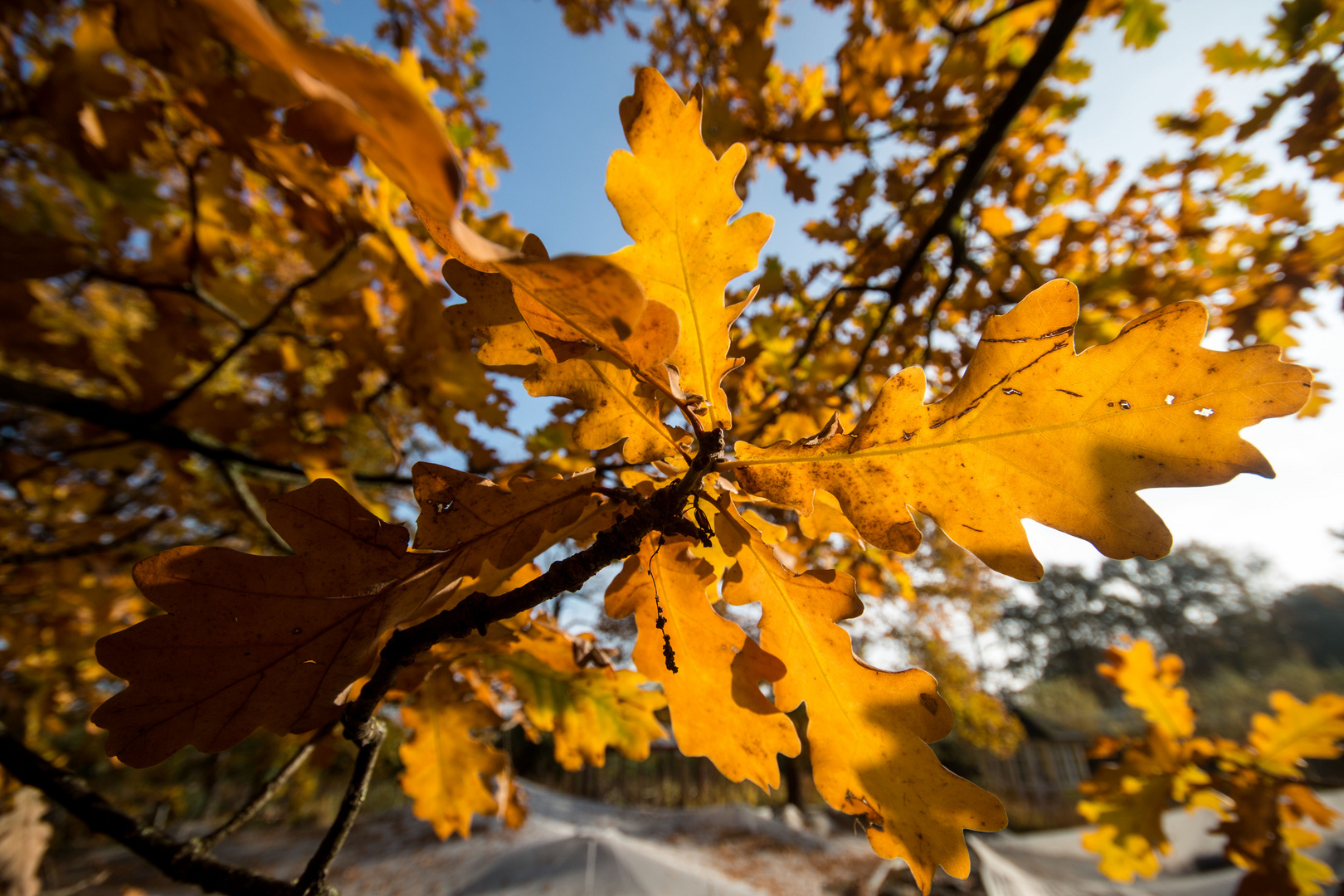 Herbst