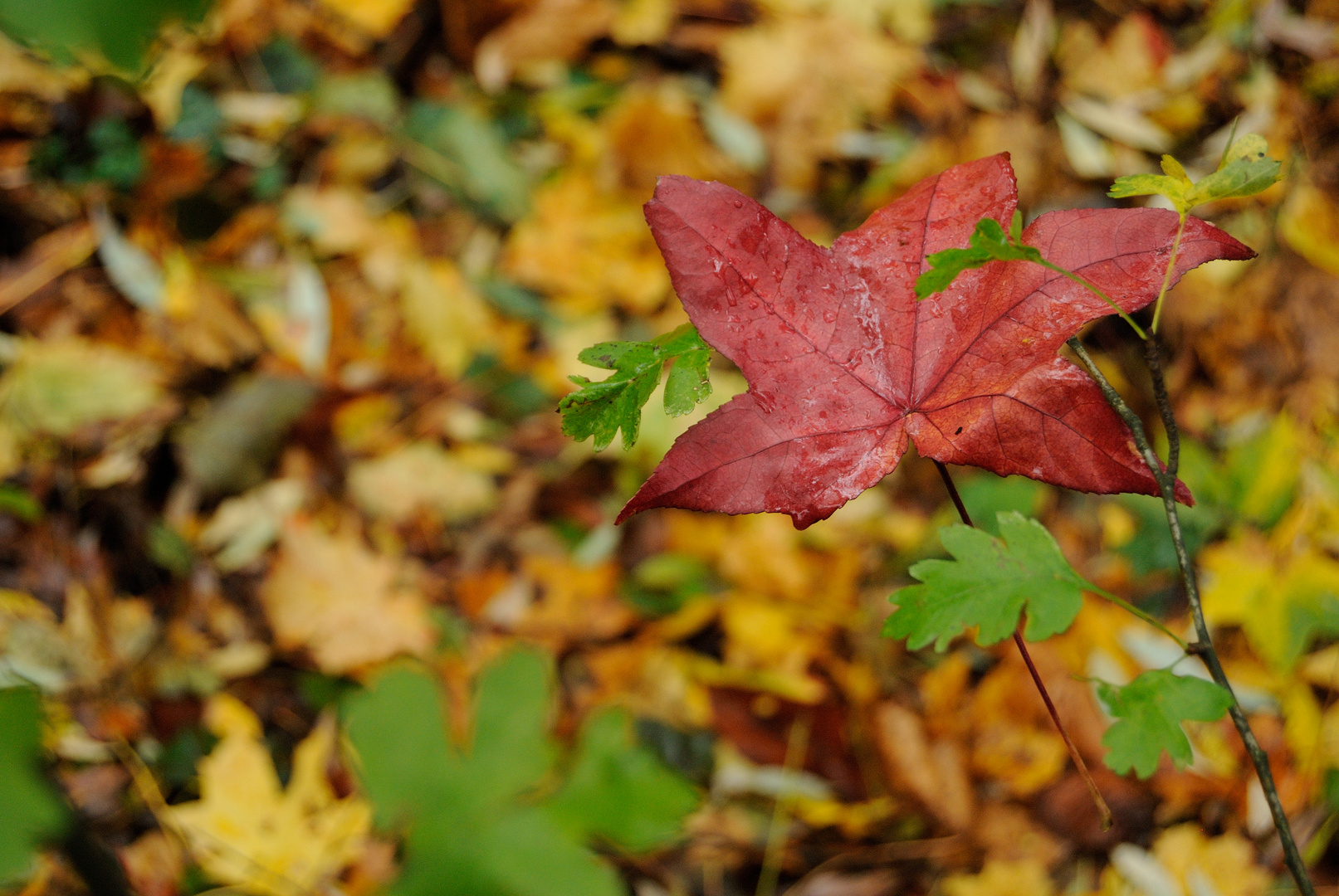 Herbst