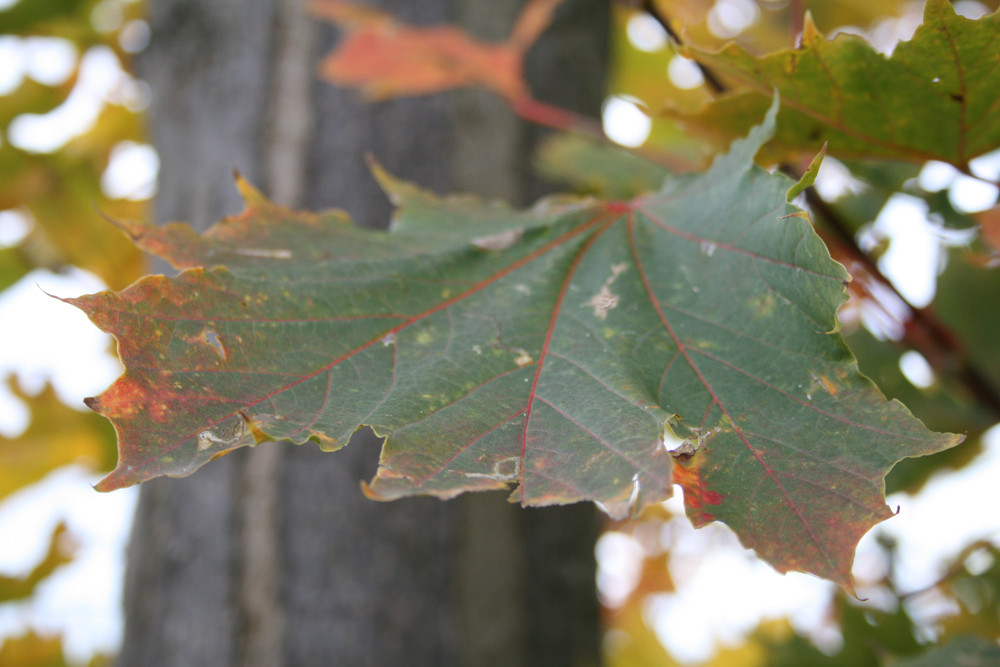 Herbst