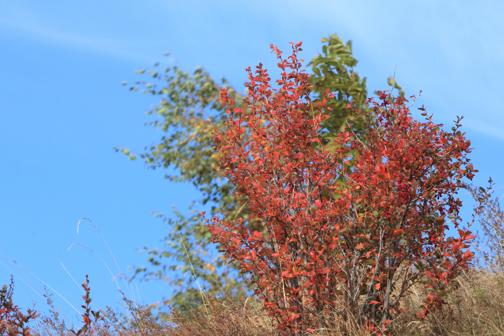 Herbst