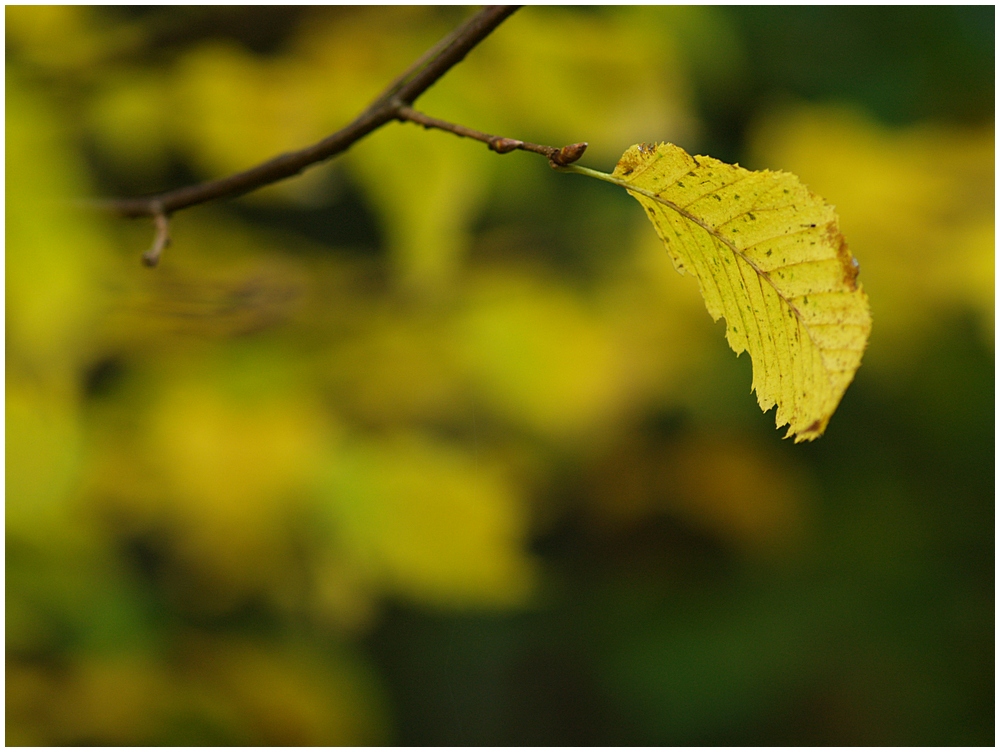 Herbst