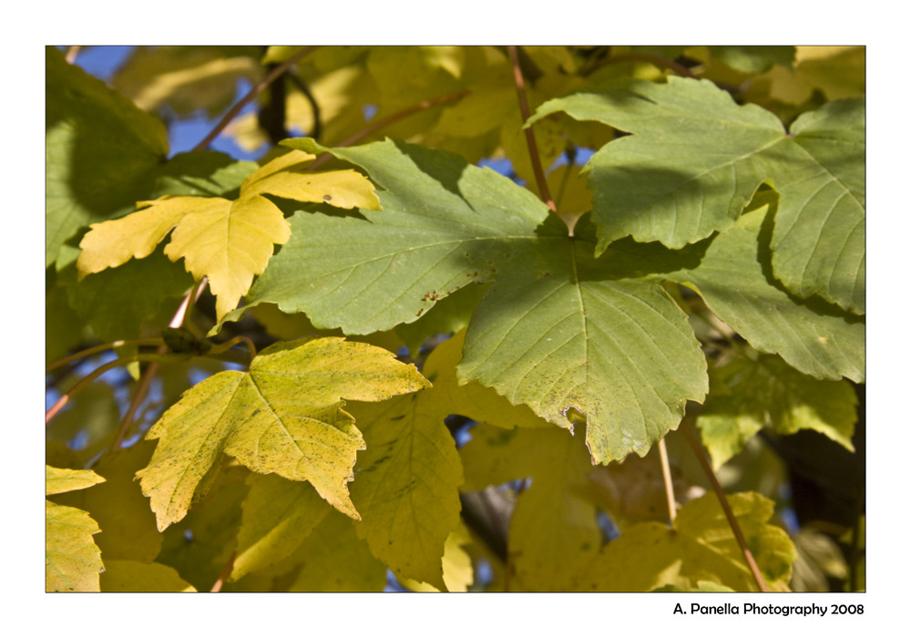 Herbst-A-HORN-GRÜNGELB