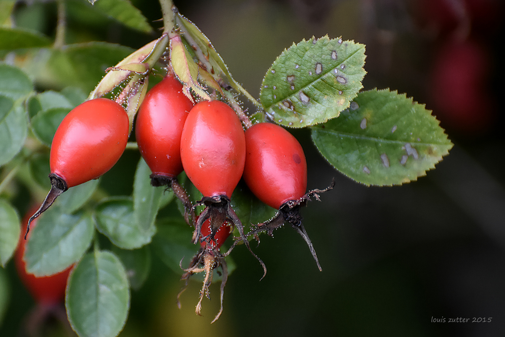 Herbst