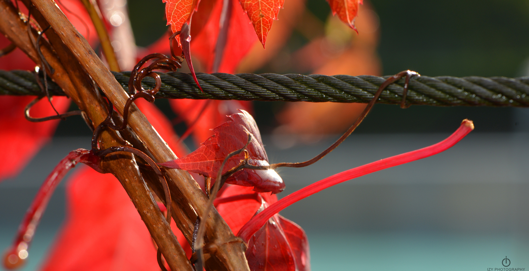 Herbst