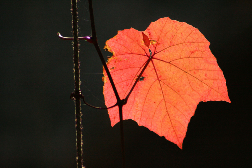 Herbst