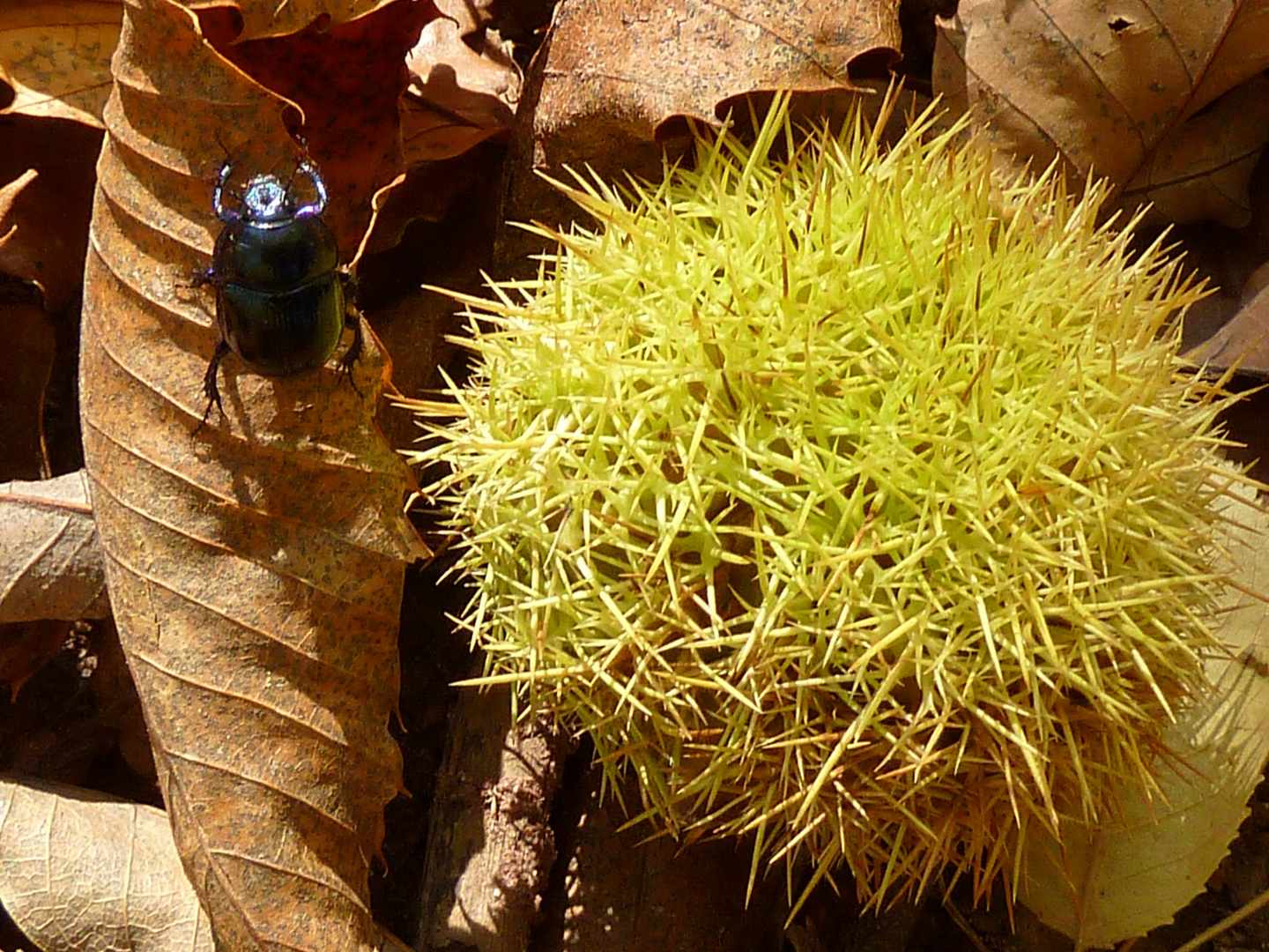 Herbst