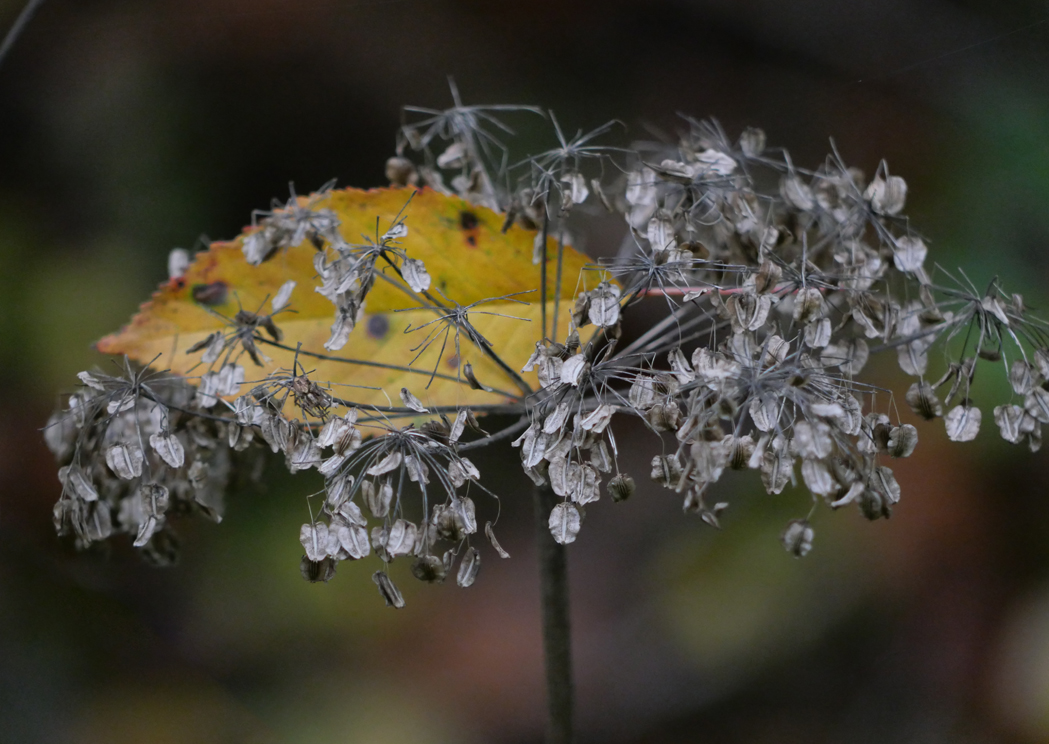 Herbst