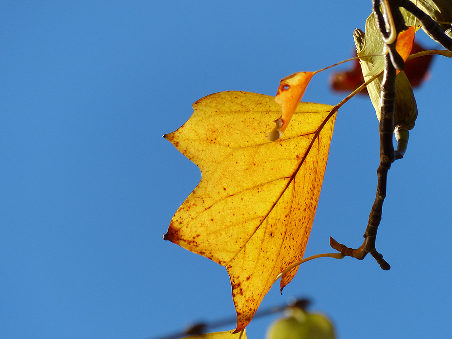 Herbst