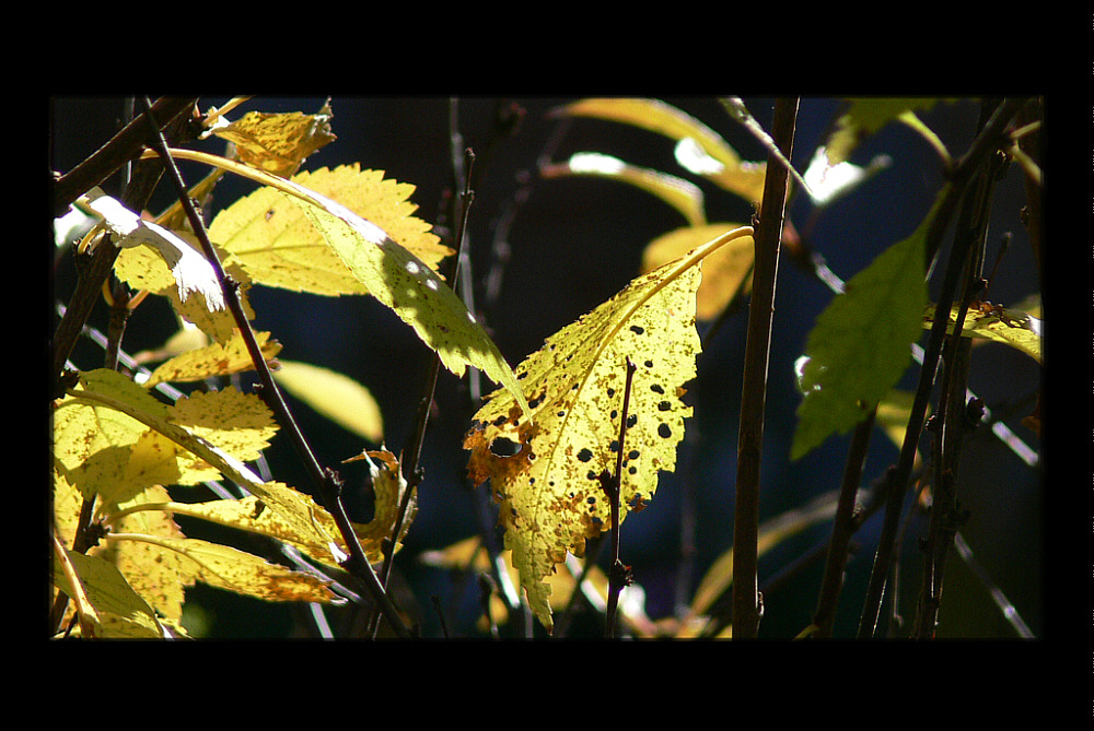 Herbst