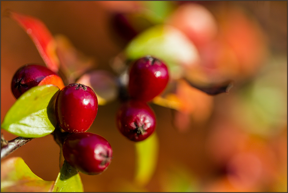 .| Herbst |.