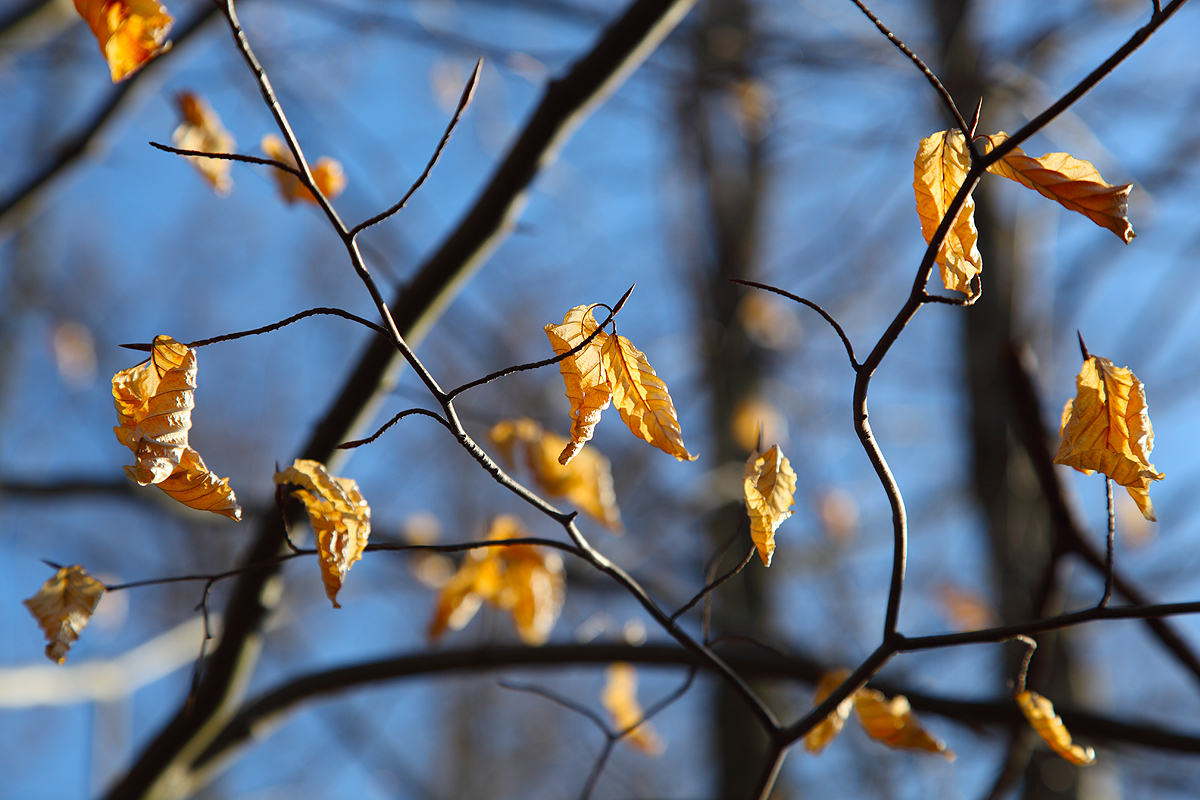 ... Herbst ...