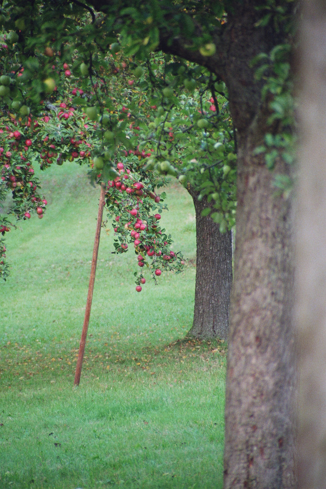 Herbst