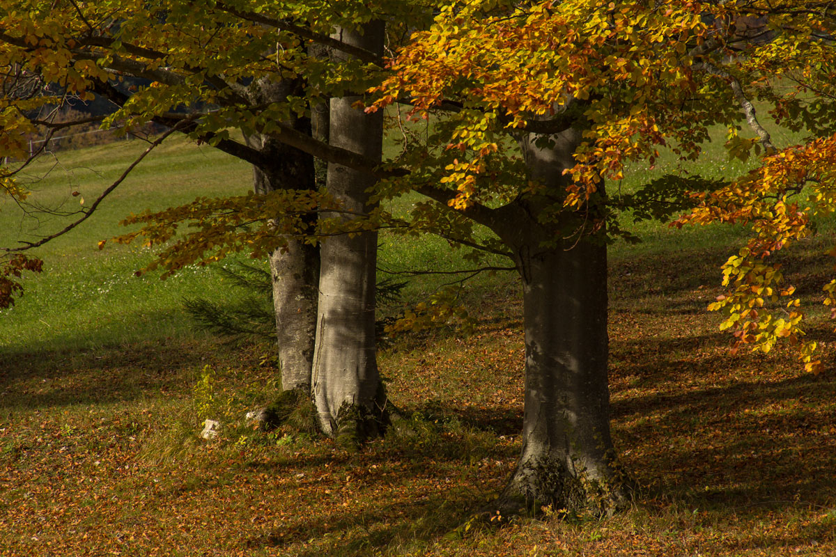 Herbst