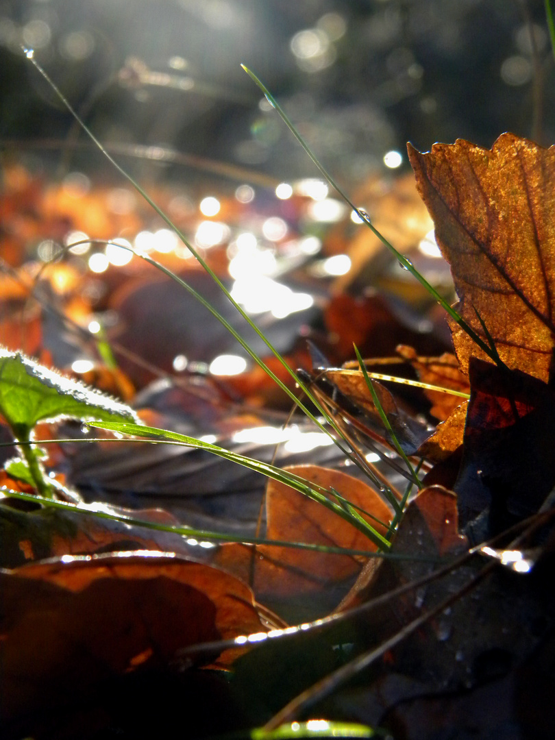 Herbst