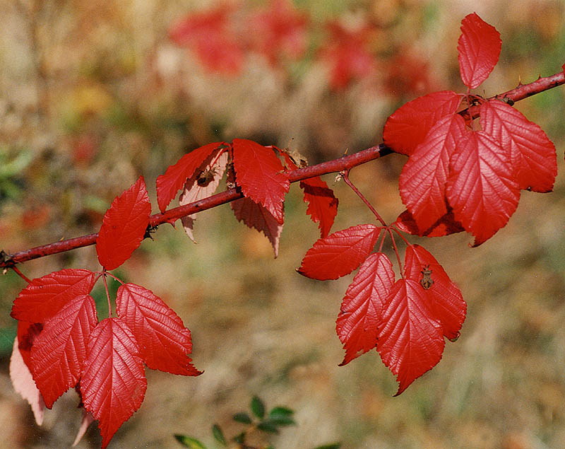 Herbst von Ingo Döring