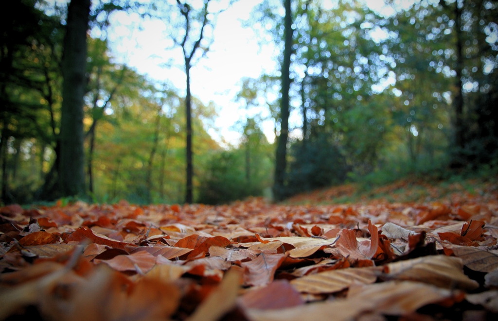 Herbst