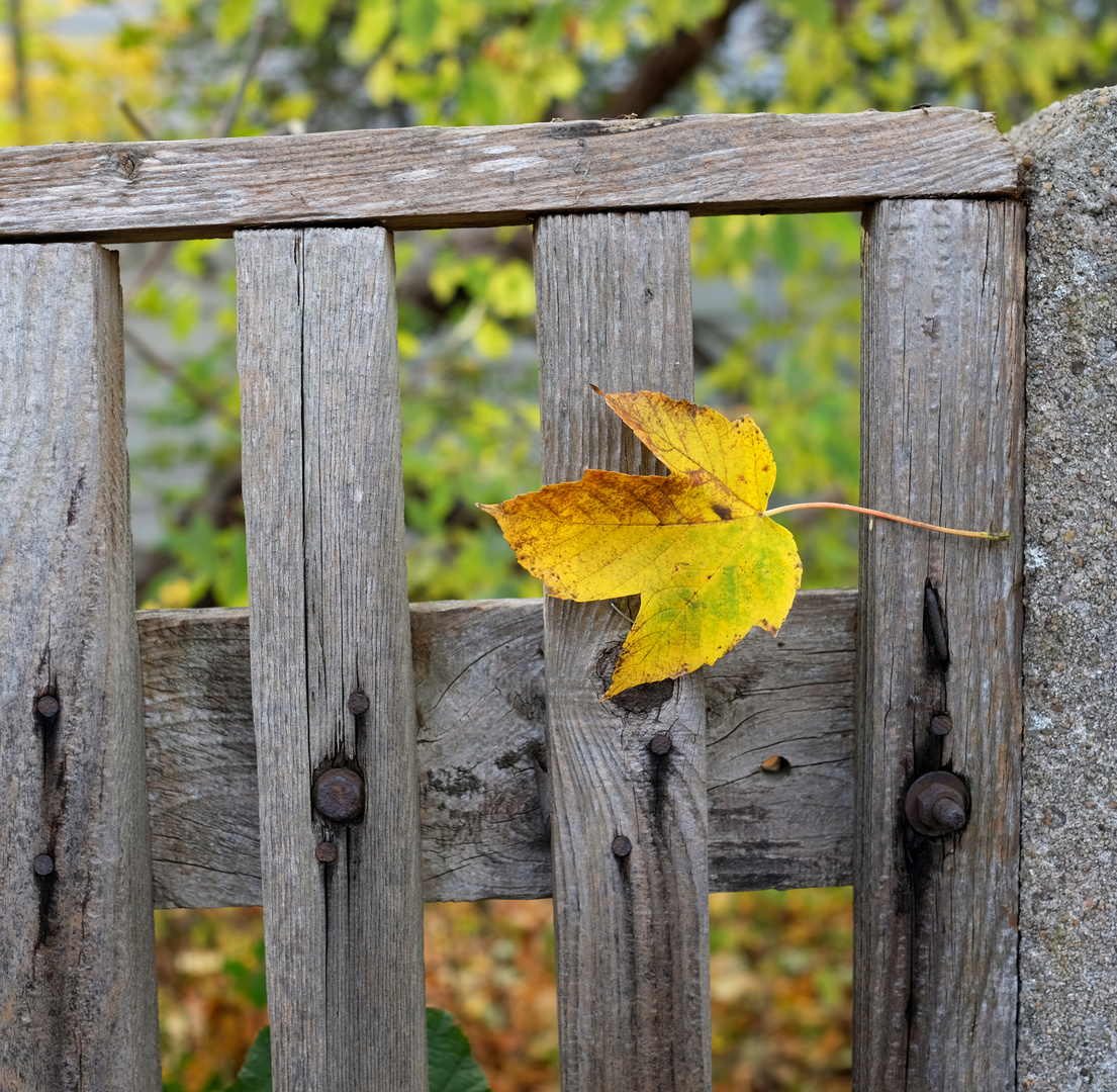 Herbst