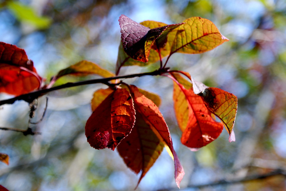 Herbst