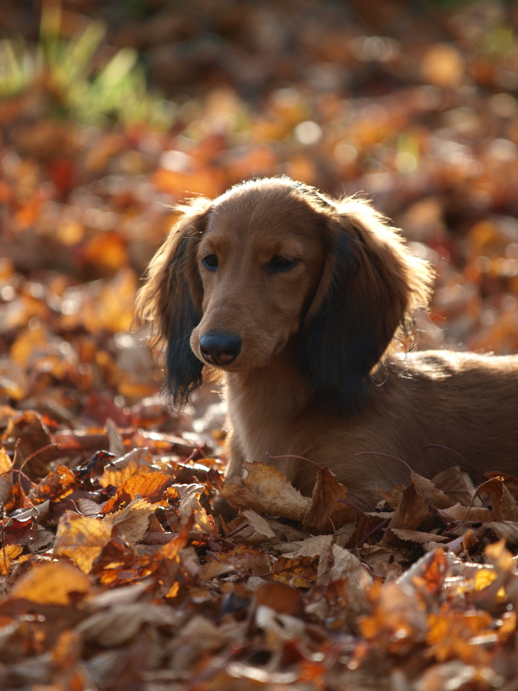 Herbst