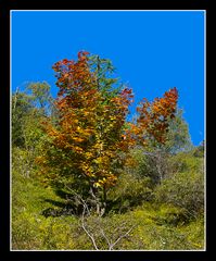 Herbst