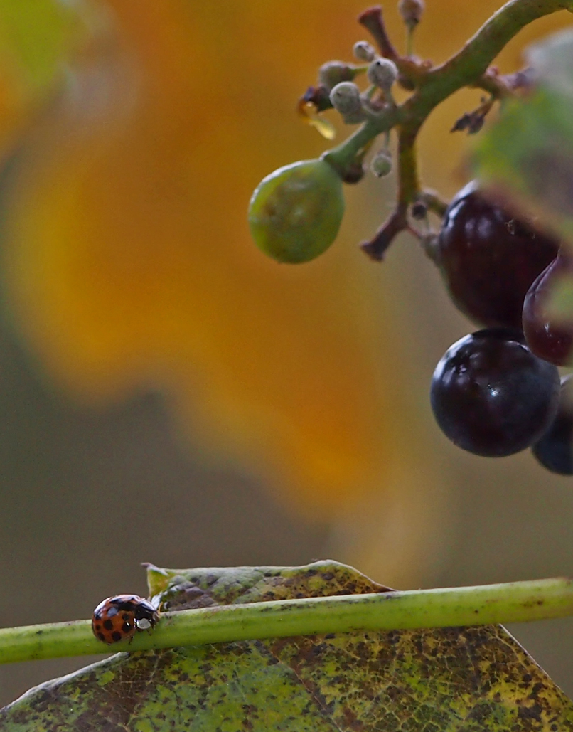 Herbst