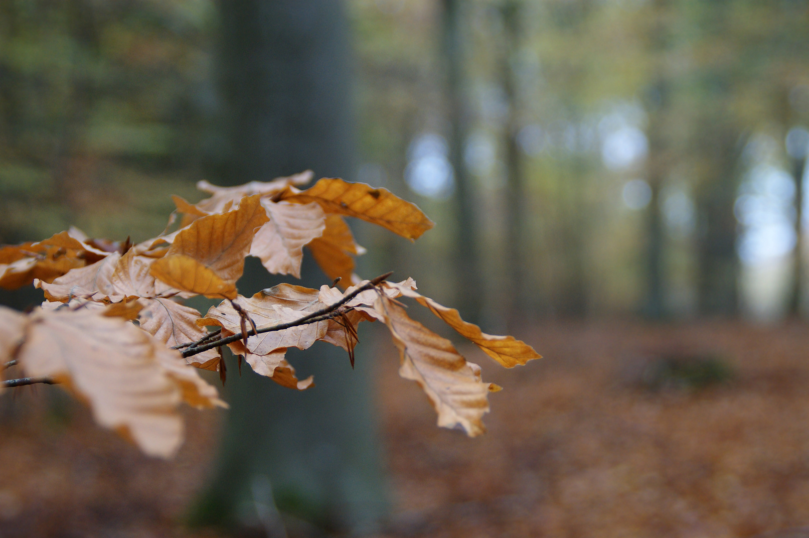  Herbst