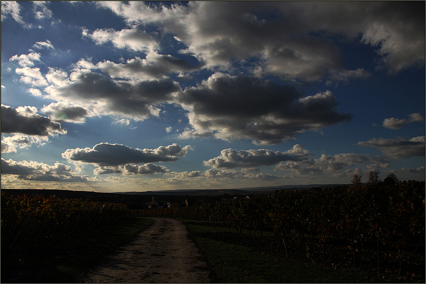 Herbst-Abend in den Weinbergen