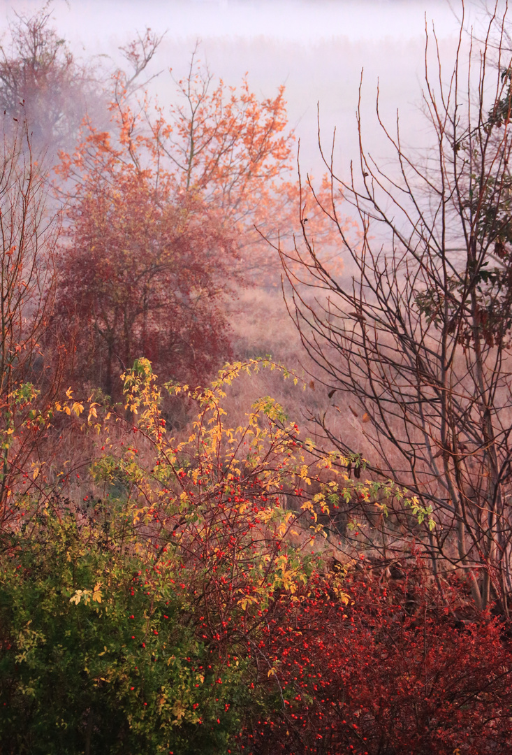 Herbst - Abendnebel