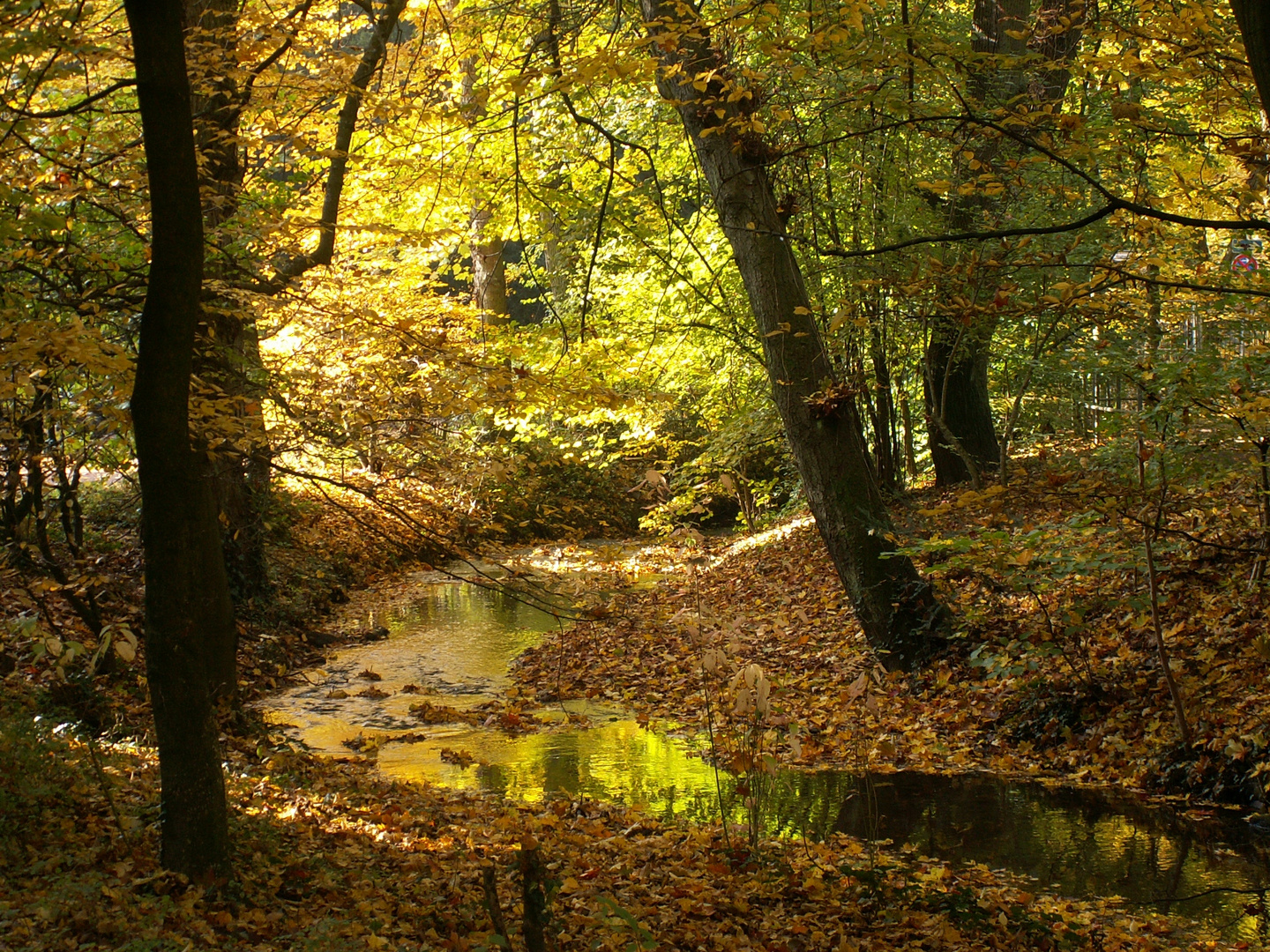 Herbst - Abschied von den Farben