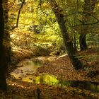 Herbst - Abschied von den Farben