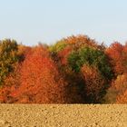 Herbst Acker-2