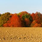 Herbst Acker