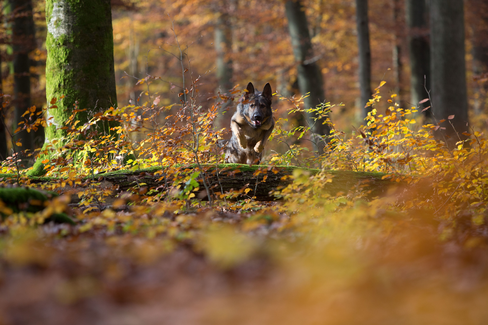 Herbst Action