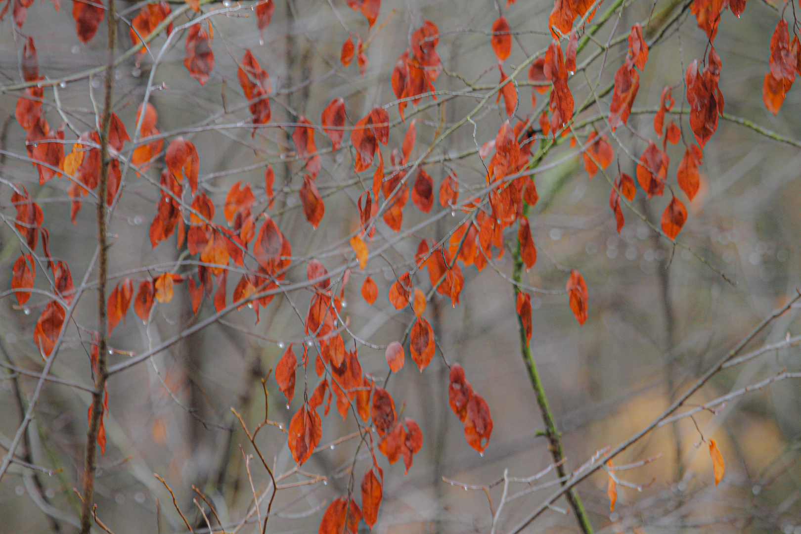 Herbst ade