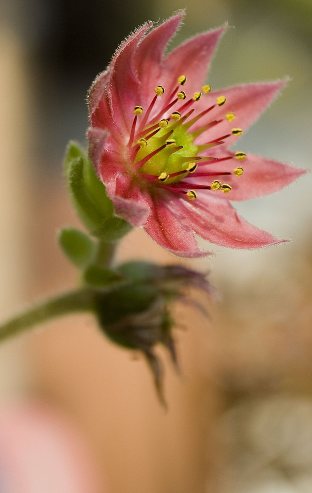 Herbst Ade (auf ein zweites Mal)