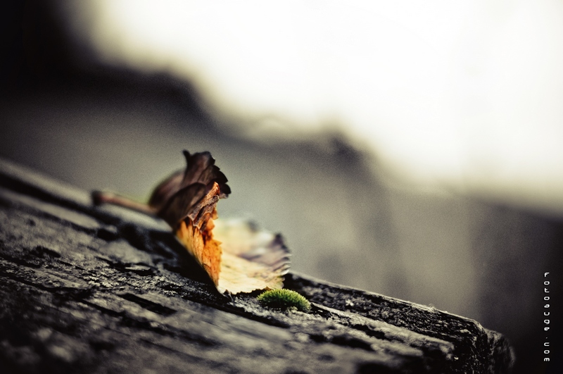 Herbst ade, der Winter wird kommen