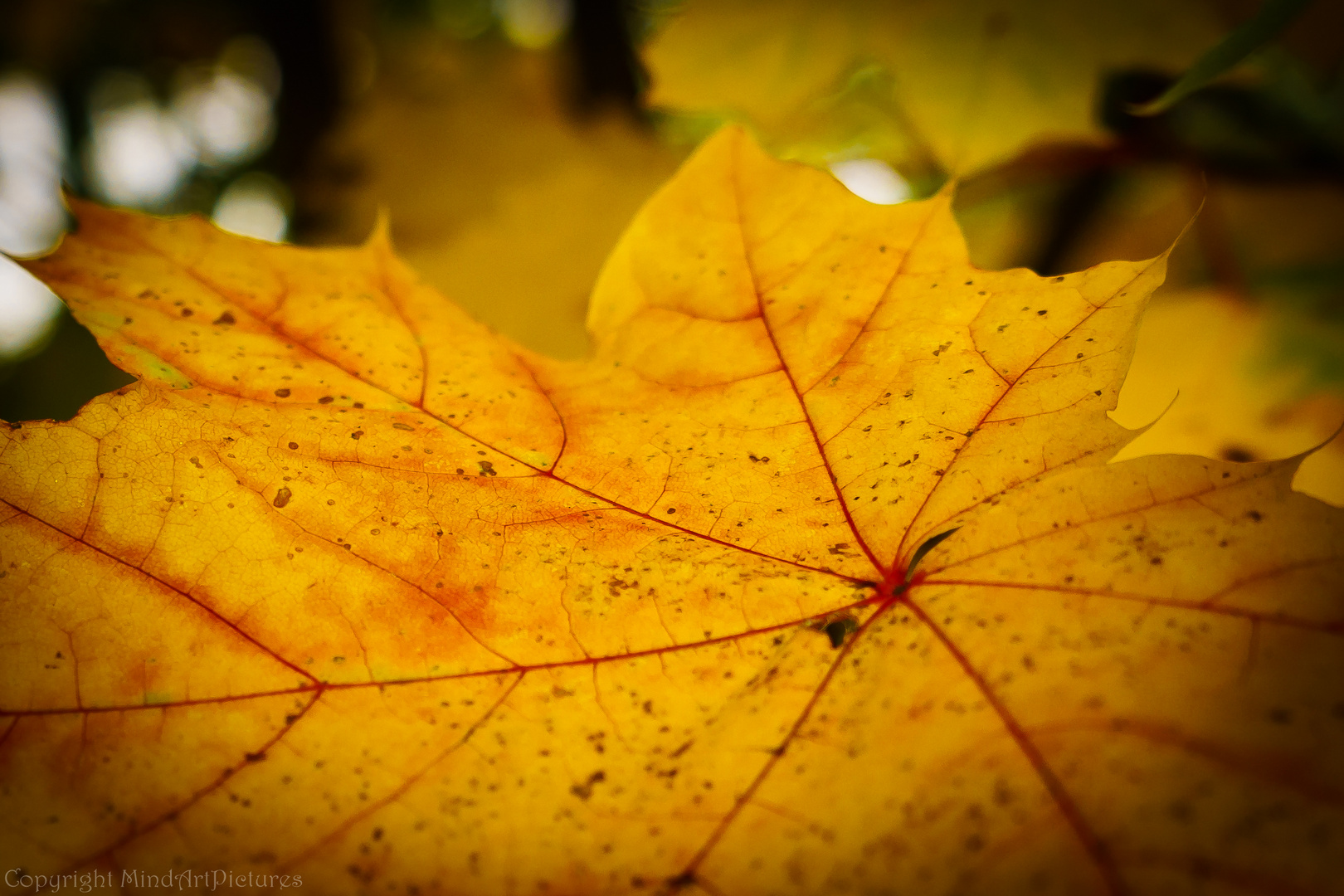 Herbst-Adern