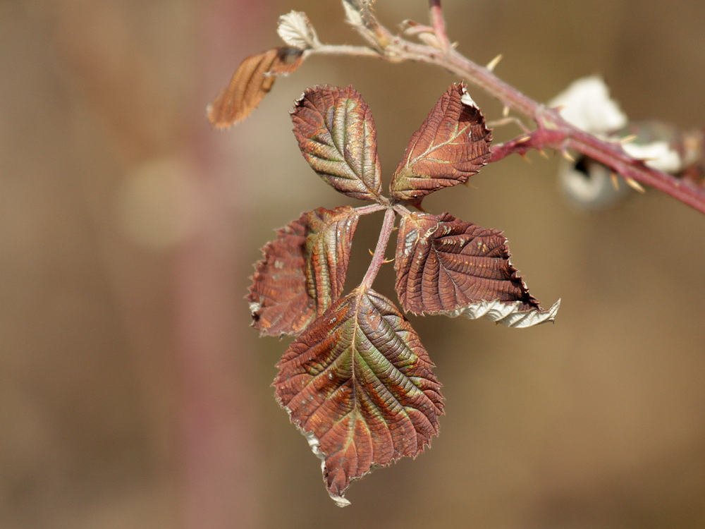 Herbst adieu!!!