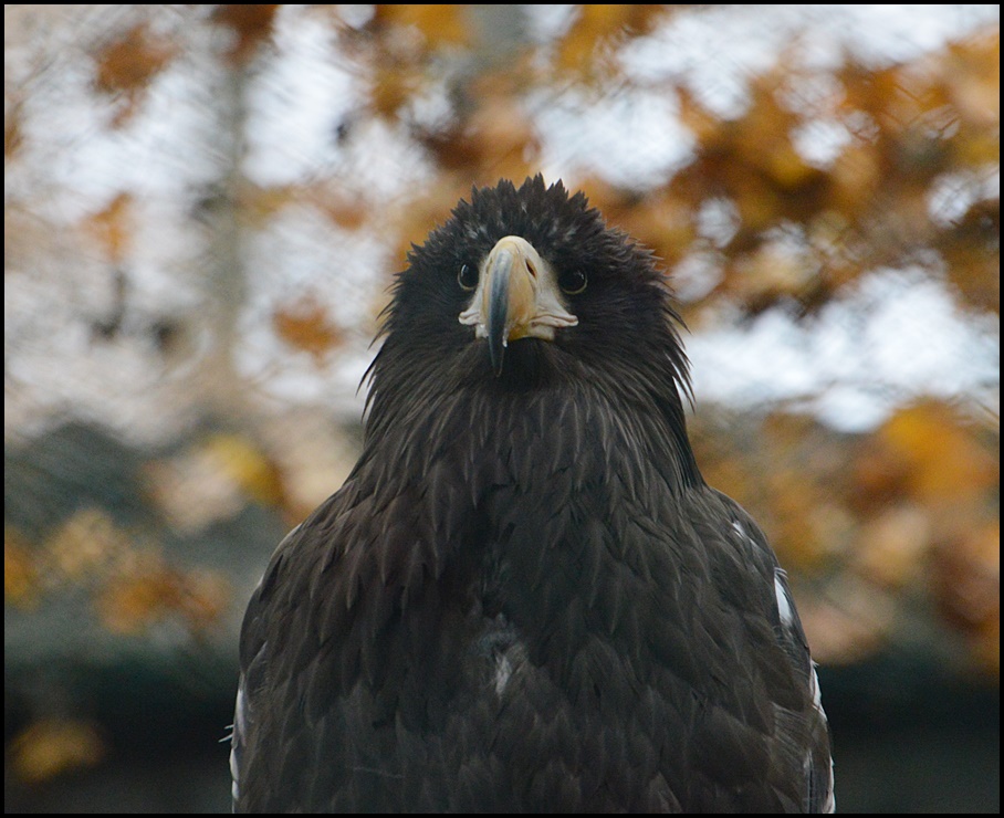 Herbst Adler !?!?