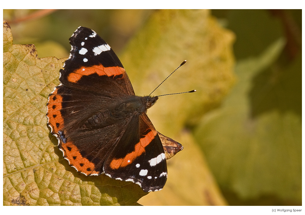 Herbst-Admiral