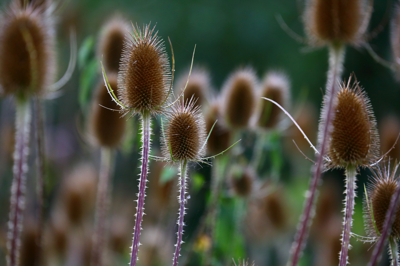 Herbst