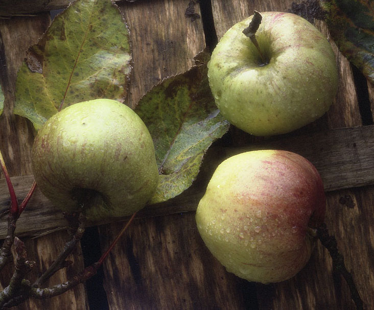 Herbst Äpfel