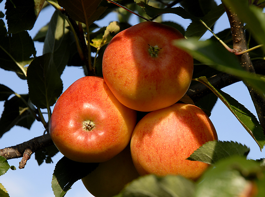 Herbst Äpfel vom Bodensee