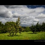 Herbst Ahnung I