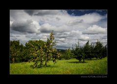 Herbst Ahnung I